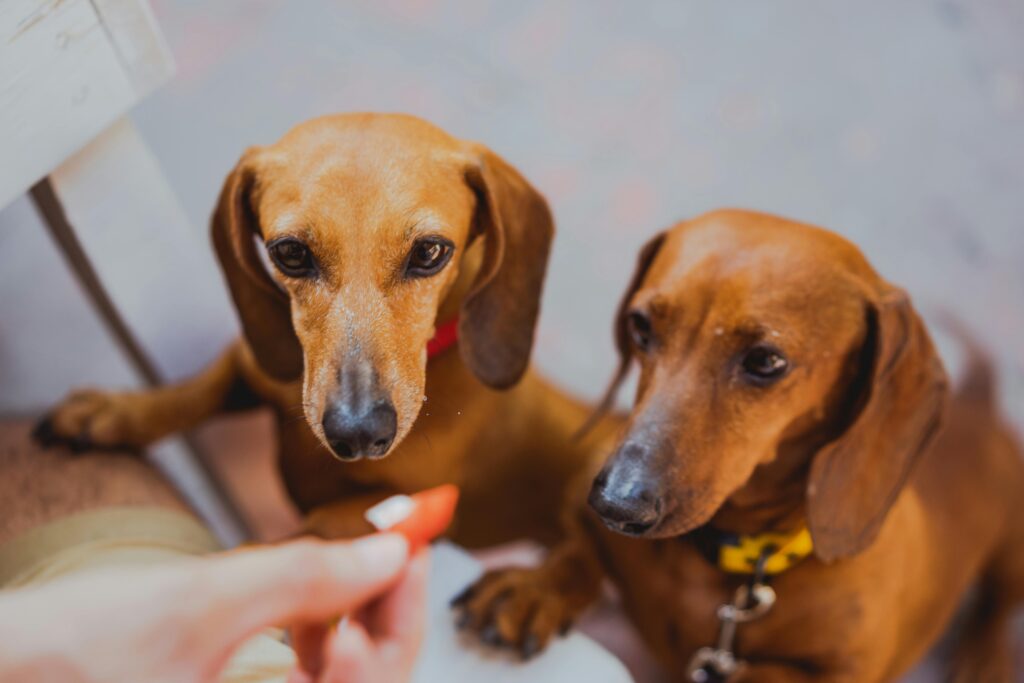 Dachshunds and Canines