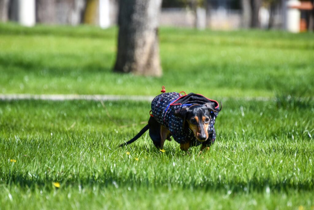 Dachshunds