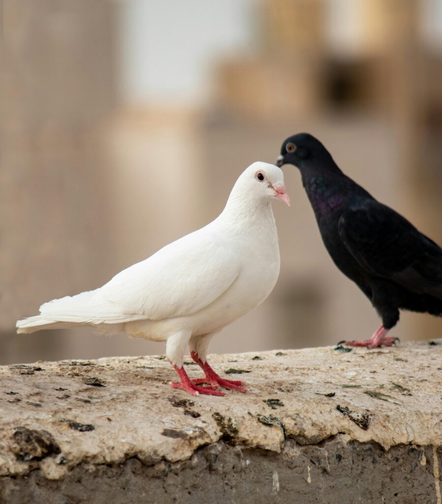 Pigeons