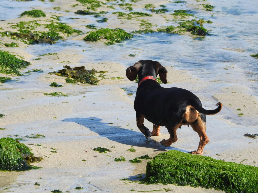 Dachshund