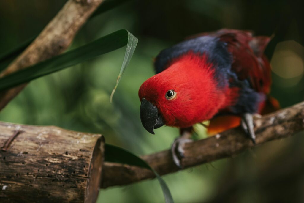 Moluccan eclectus