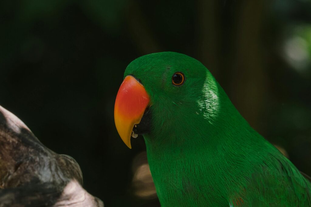 Moluccan eclectus