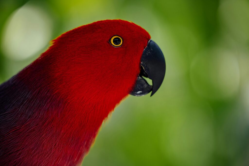 Moluccan eclectus