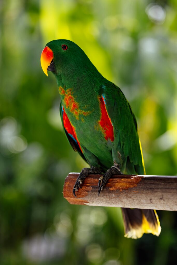 Moluccan eclectus