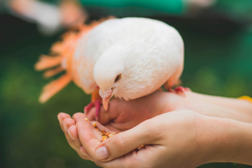 Pigeons 